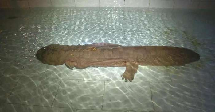 Гигантская200-летняя саламандра