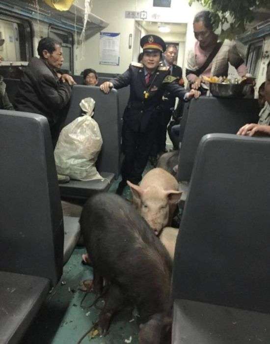 Свинки в китайском поезде