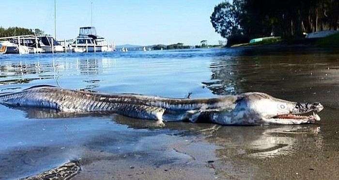 Неизвестное существо выброшенное на берег в Австралии