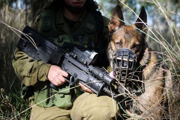 Как в израильской армии переносят тактических собак