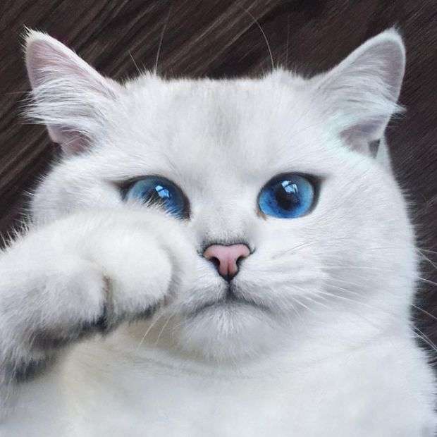 Кот с нереально красивыми глазами