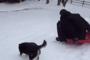 Собаки любят снег