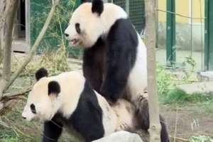 Неудовлетворенная панда