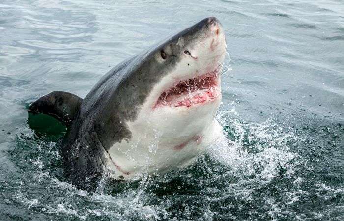 Нереально крутые снимки гигантской белой акулы