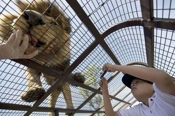 Экстремальный зоопарк Safari Lion Zoo