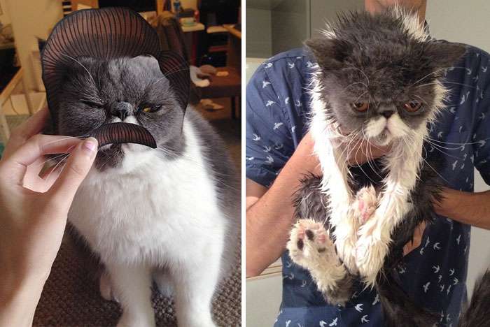 Забавные снимки кошек до и после купания