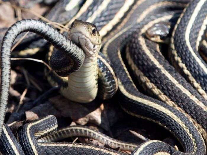 Брачный сезон змей в канадском заповеднике Narcisse Snake Dens