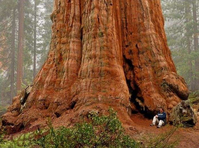 Дерево генерала Шермана в Калифорнии