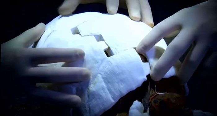 Новый панцирь напечатанный на 3D-принтере для черепахи