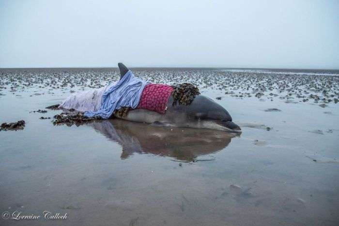 Благодаря ошибке навигатора, влюбленная пара спасла жизнь дельфину