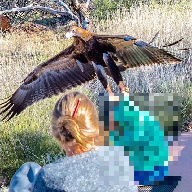 В австралийском парке дикой природы орел напал на мальчика