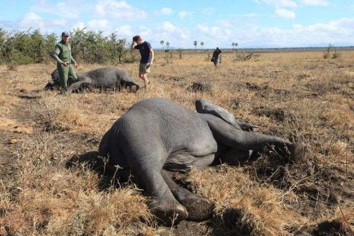 Как перевозят слонов в Африке