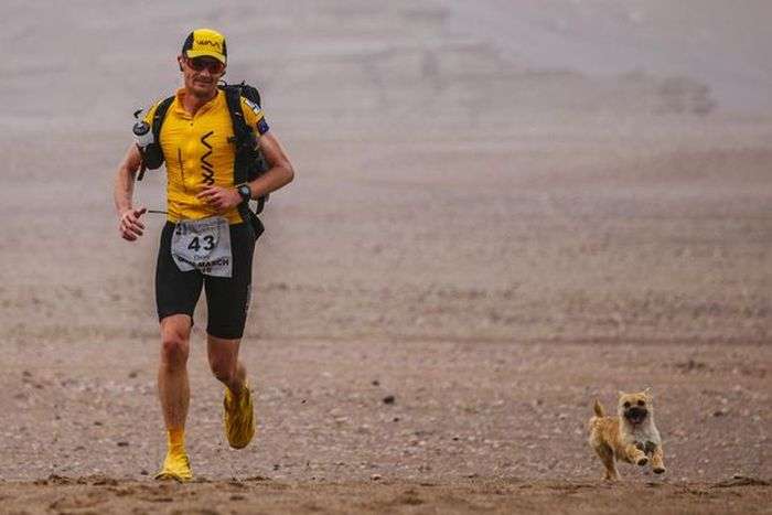 Собака поучаствовала в марафоне