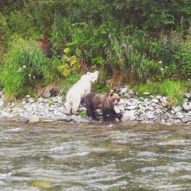 Медведь с белой шерстью на Камчатке