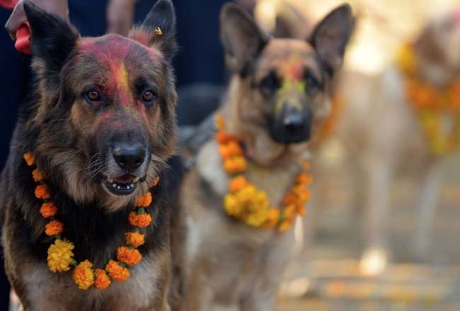 Фестиваль в благодарность собакам за верность