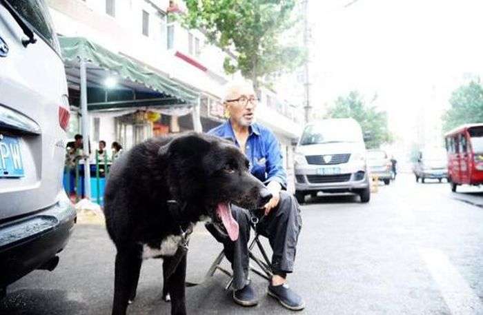В Китае пенсионер завещал все свои деньги собаке