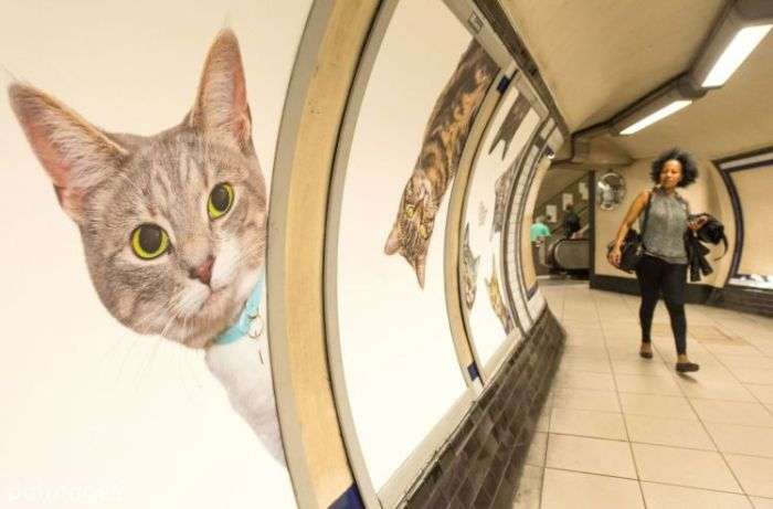 Лондонское метро украсили фотографиями кошек