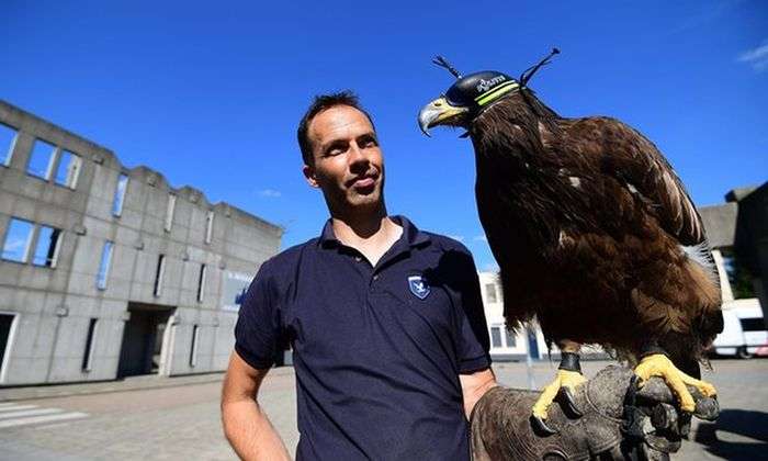 Полиция Нидерланд научила орлов бороться с дронами