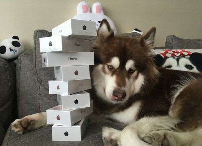 Парень подарил своей собаке 8 смартфонов iPhone 7