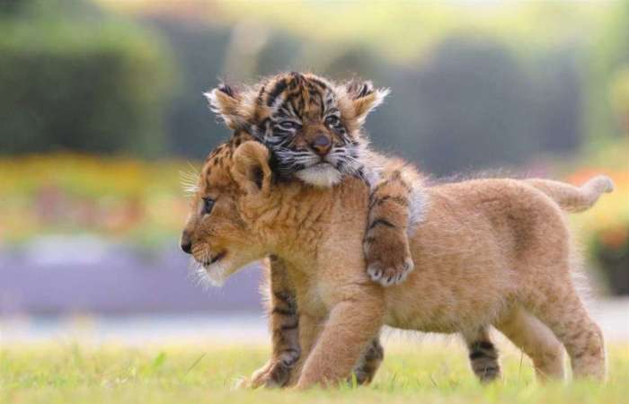 Неразлучные друзья - тигренок и львенок