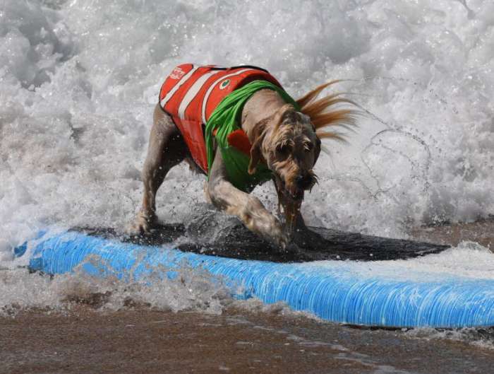 Соревнования по серфингу среди собак в США