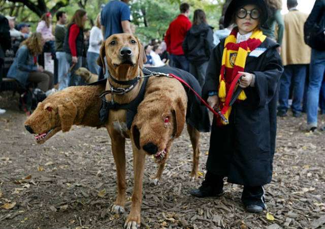 Костюмы для собак на Хэллоуина