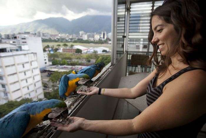 Городские птицы Венесуэлы