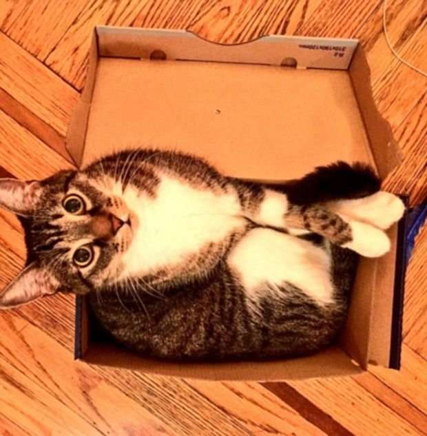 Кошки любят коробки