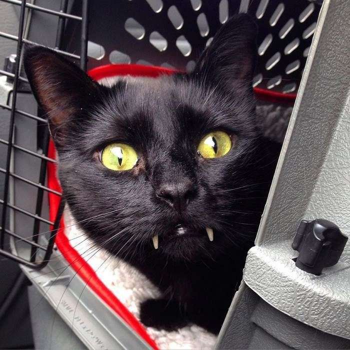 Уникальный черный кот