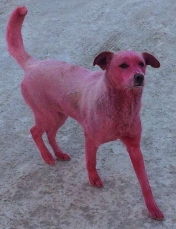 В Ижевске поймали розовую собаку