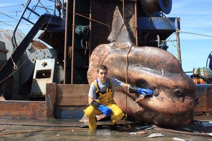 Моряк из Мурманска публикует фото странных глубоководных рыб