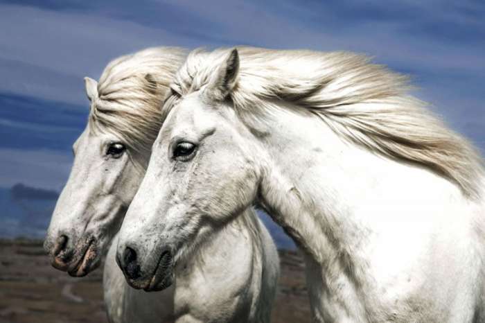 Фотографии диких лошадей в Исландии