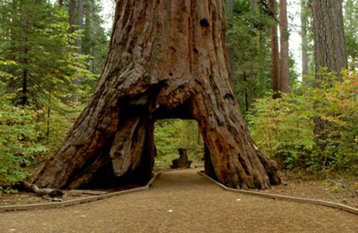 В Калифорнии рухнула 1000-летняя гигантская секвойя