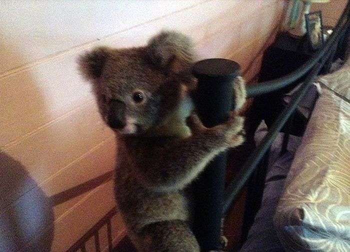 Австралиец спас детеныша коалы