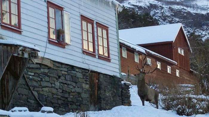 В Норвегии олень  приходит к своим спасителям