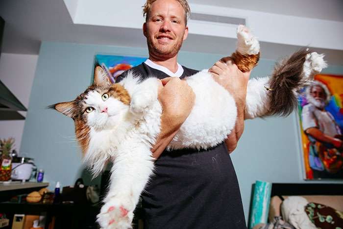 Кот Самсон — самый большой кот Нью-Йорка