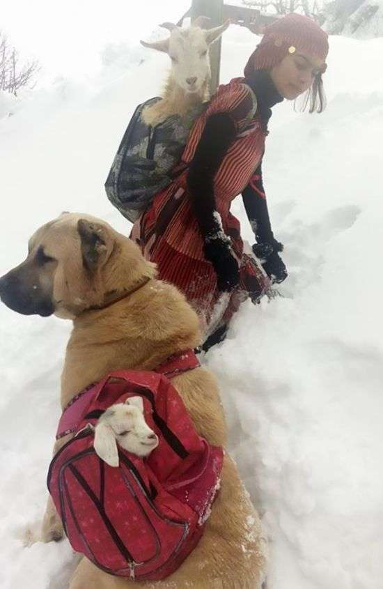 Девочка спасла с собакой козу и козленка