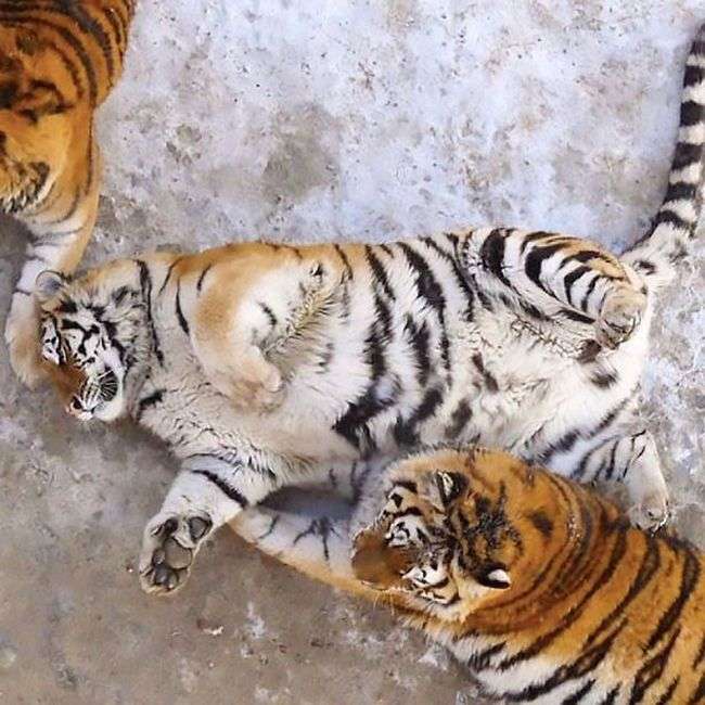 В зоопарке китайского города Харбин тигры растолстели