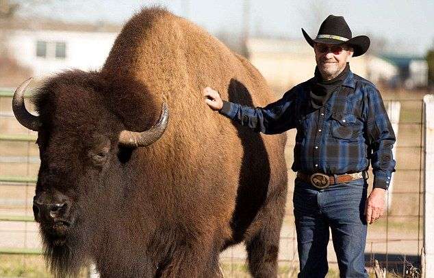 Техасская пара и их домашний бизон