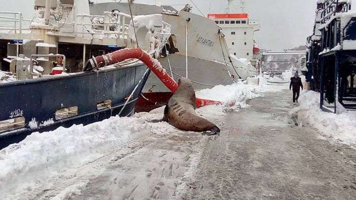 Моряки подкормили голодного тюленя