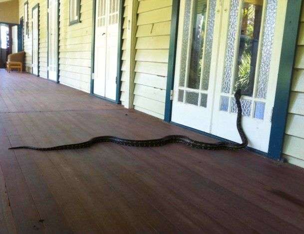 В Австралии змеи повсюду