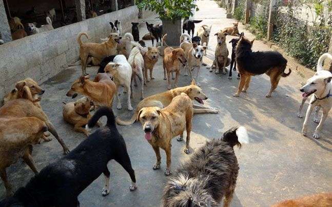 Старушка приютила четыре сотни собак