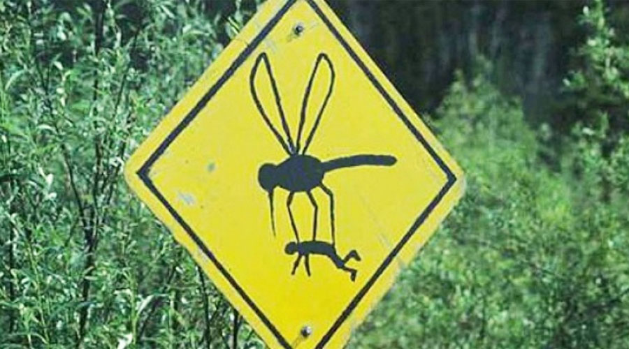 Почему комары кусают только избранных
