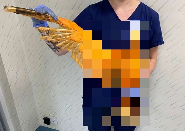 Что это за оранжевая птица?
