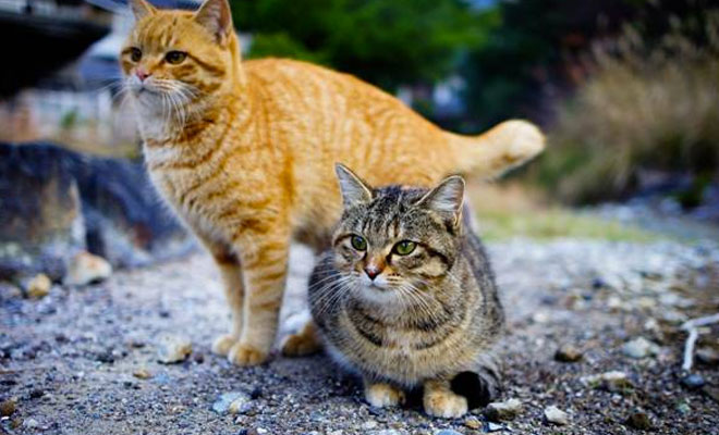 Как в Японии кошки предсказывают землетрясение