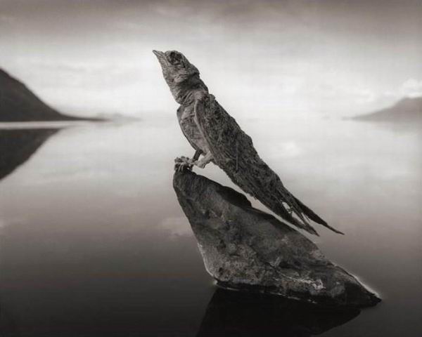 Озеро, которое превращает животных в каменные статуи