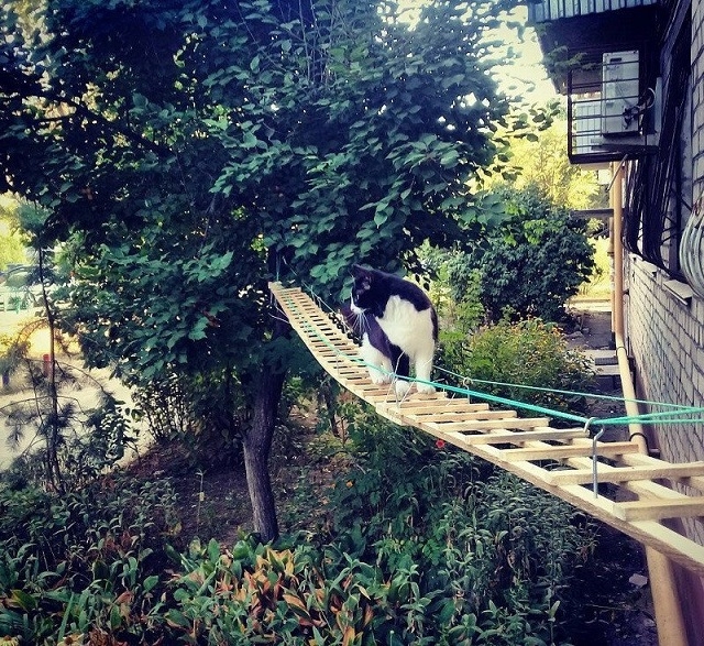 Самый счастливый дворовой кот Волгограда