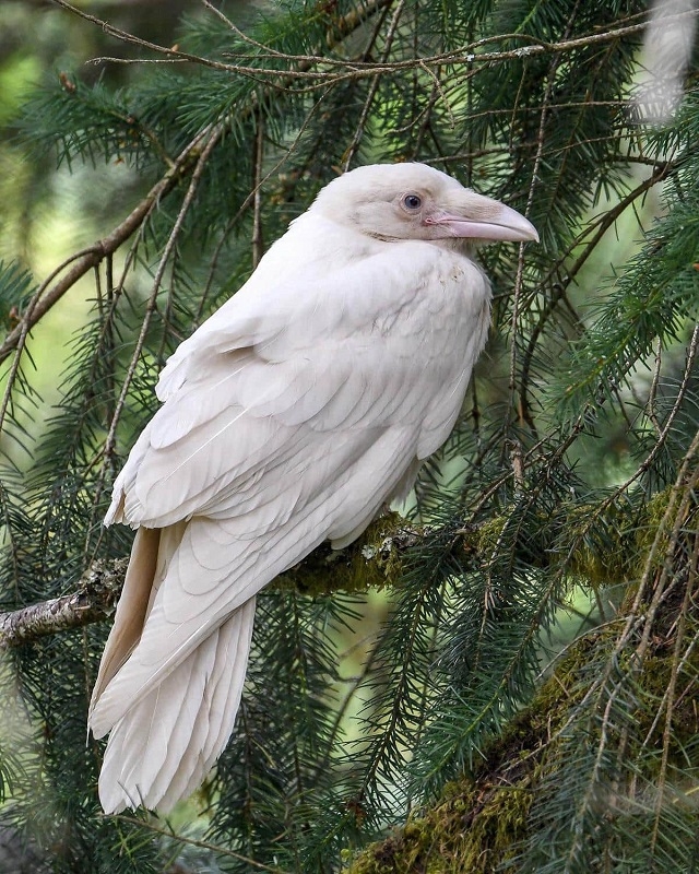 Белоснежная красота подборка удивительных животных-альбиносов
