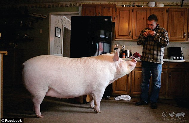 «Карликовая» свинка, из-за которой хозяевам пришлось купить новый дом