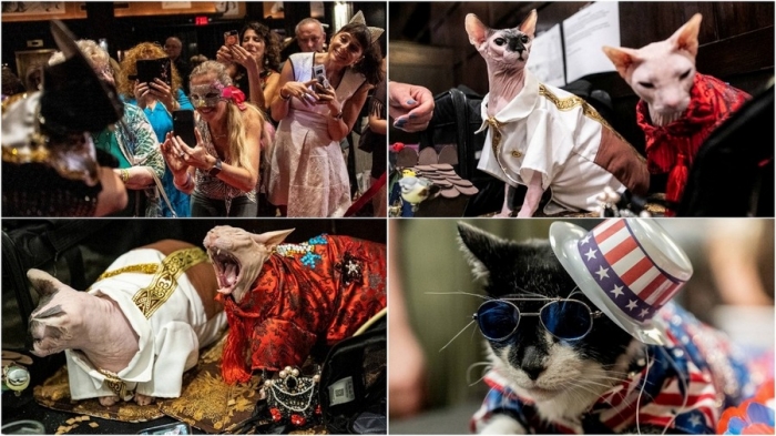 Модный показ среди кошек в Нью-Йорке